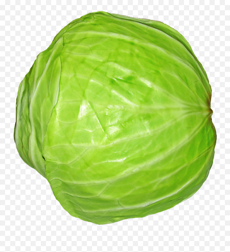 Cabbage Png Image For Free Download - Cabbage Png Transparent,Cabbage Png