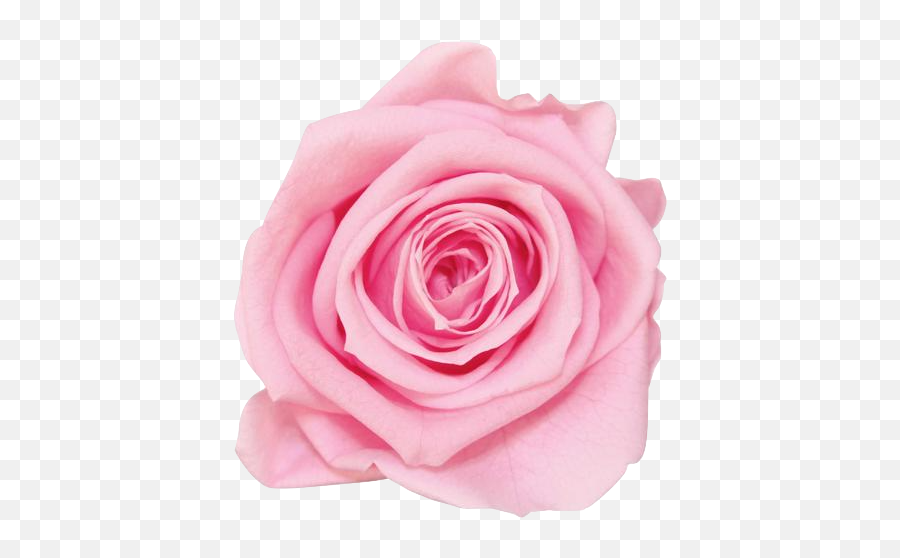 Light Pink Rose Transparent Png