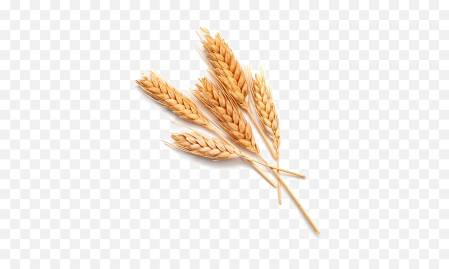 Wheat Png Download Image - Single Grain Of Wheat,Wheat Transparent Background
