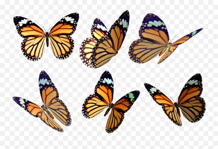 Butterfly Drawing Color Png - Free Butterfly Overlay Png,Monarch Butterfly Png