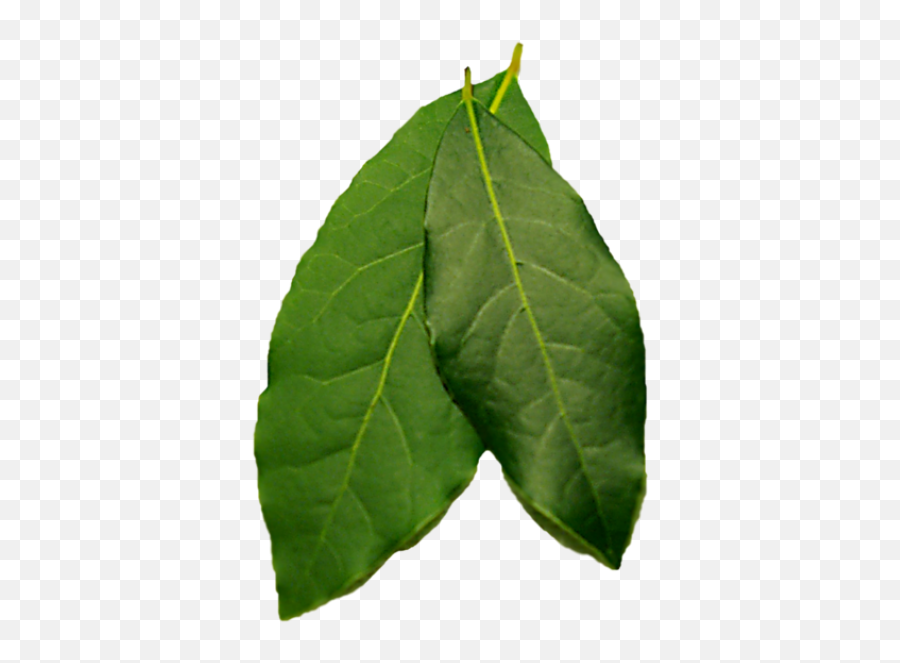Leaf Png - Photo 285 Free Png Download Image Png Archive Bay Leaves Png,Leaf Png Transparent