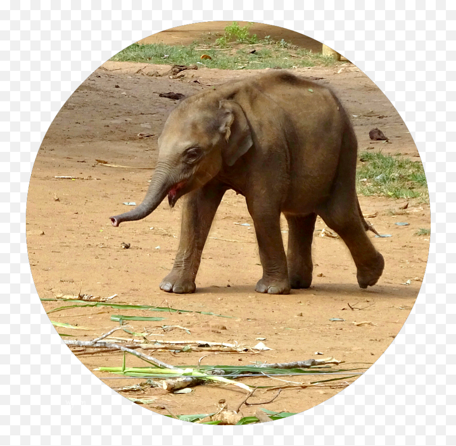 Baby Elephant Png - Indian Elephant Baby,Baby Elephant Png