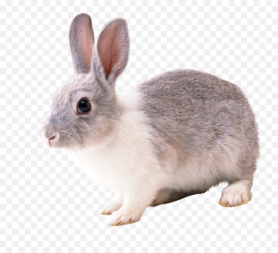 Rabbit Png Images Free - Rabbit Png,White Bunny Png
