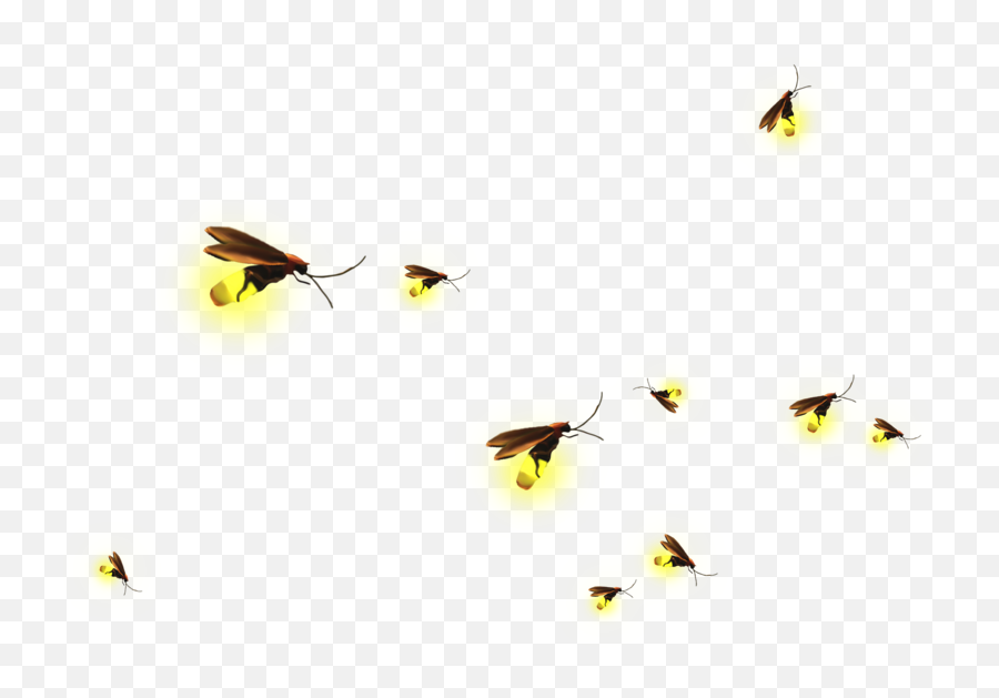 Clip Art Material Transprent Png Free - Transparent Background Firefly Png,Fireflies Png