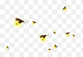 Clip Art Material Transprent Png Free - Transparent Background Firefly Png,Fireflies Png