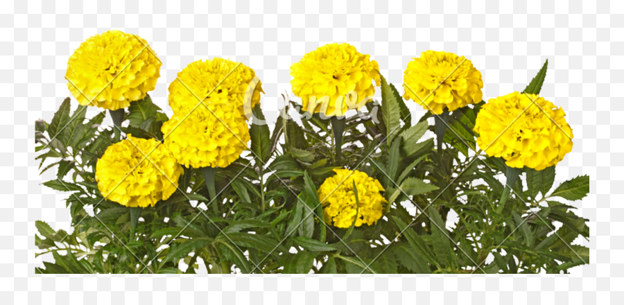 Yellow Marigold Flowers And Leaves - Yellow Colour Marigold Flower Png,Marigold Png