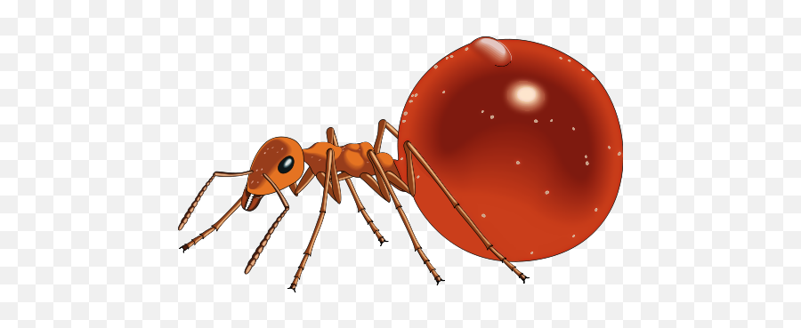 Download Ants Clipart Transparent - Honey Pot Ant Clip Art Honey Ant Clipart Png,Ant Transparent