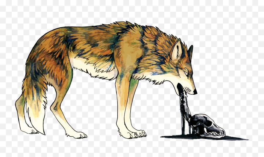Download Coyote Dog Vomiting Illustration - Ilustracion Coyote Puking Png,Coyote Png