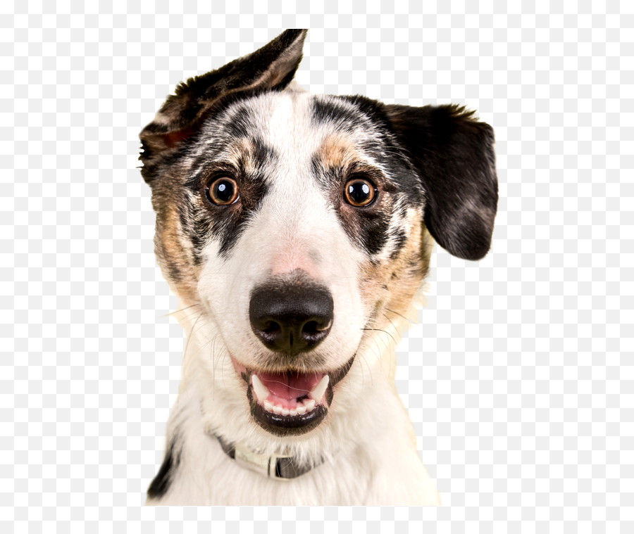 Dog Adoption Search By Breed Size Age And Location - Dog Ghee Png,Cute Dog Png