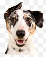 Dog Adoption Search By Breed Size Age And Location - Dog Ghee Png,Cute Dog Png