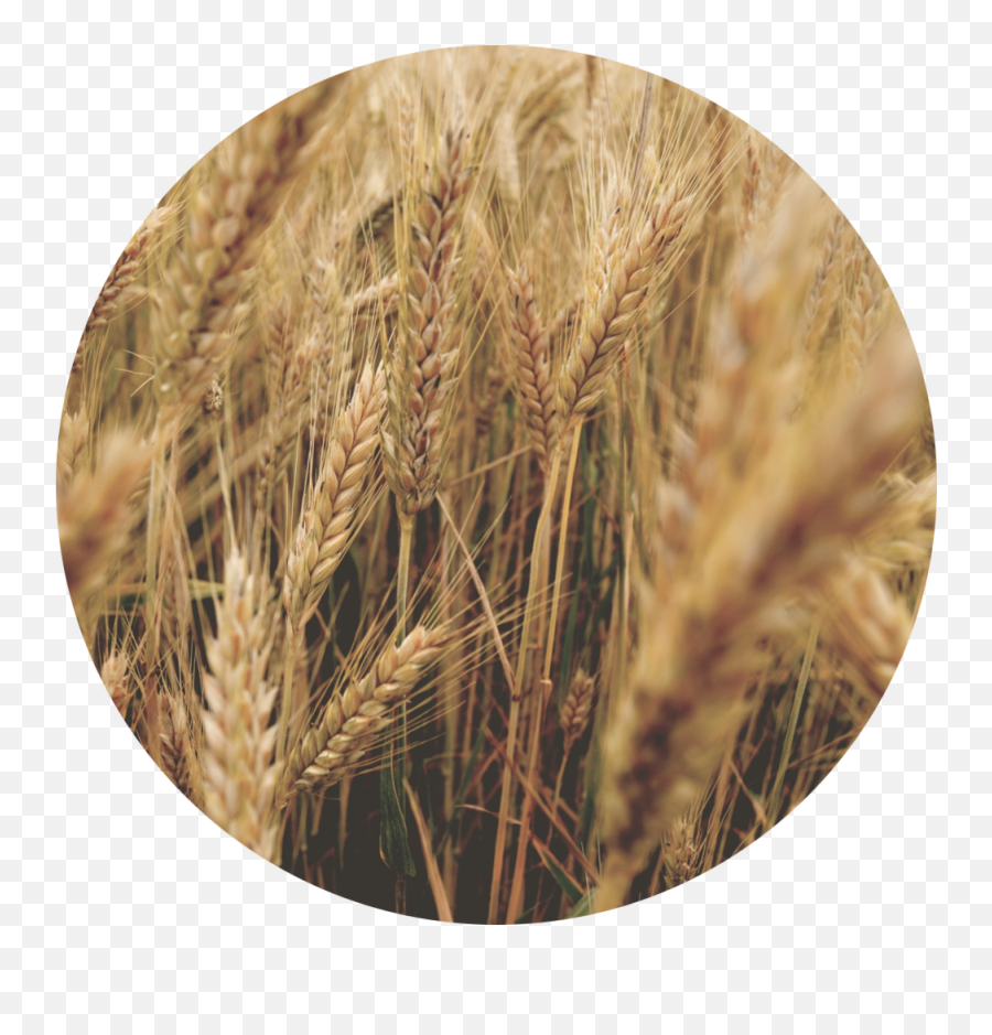 Animals - Wheat Full Size Png Download Seekpng Wheat Plants Aesthetic,Wheat Png