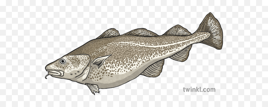 Cod Illustration - Twinkl Fish Png,Cod Png