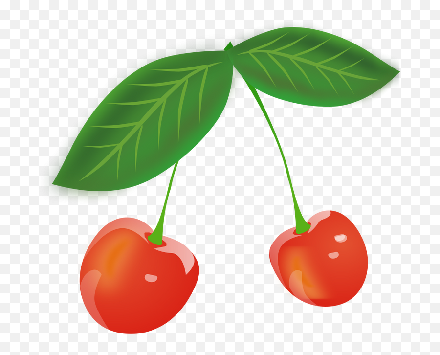 Cherry Png Images - Png Cherry,Cherry Tree Png