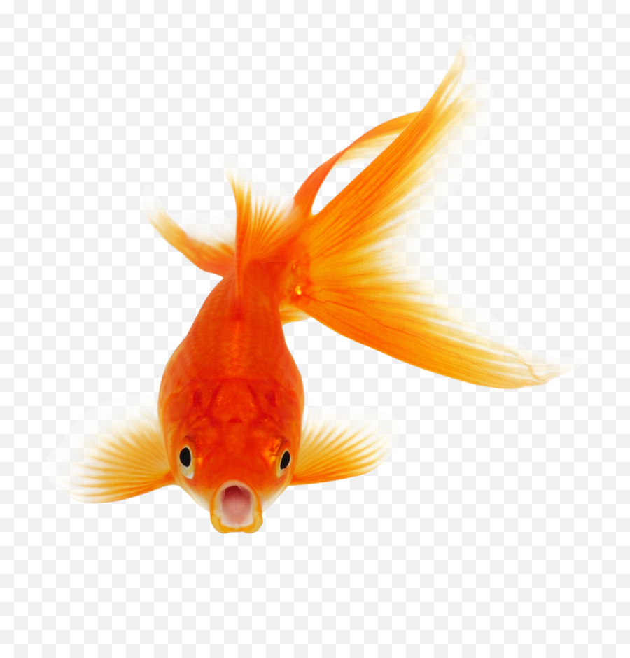 Hd Goldfish Png Photo Background - Gold Fish Empty Background,Goldfish Transparent