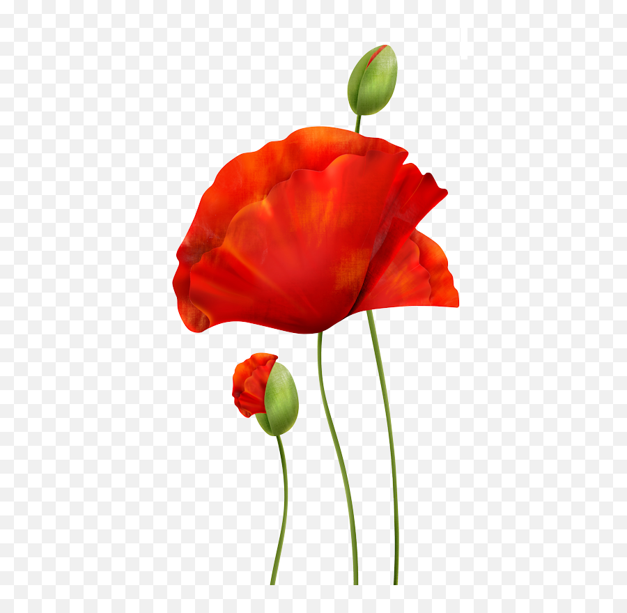 Download Poppies - Poppies Png,Poppies Png