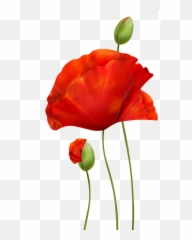 Download Poppies - Poppies Png,Poppies Png