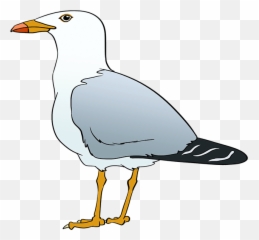 How To Draw Seagull - Really Easy Drawing Tutorial With Colour png