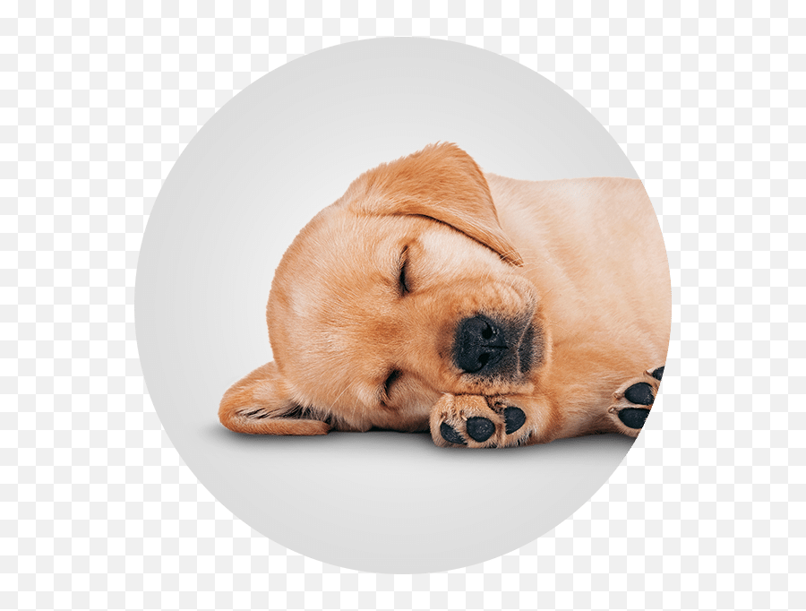 Dog Grooming In New Berlin Wi - Cuidado De Las Almohadillas De Los Perros Png,Happy Sad Dog Png Icon