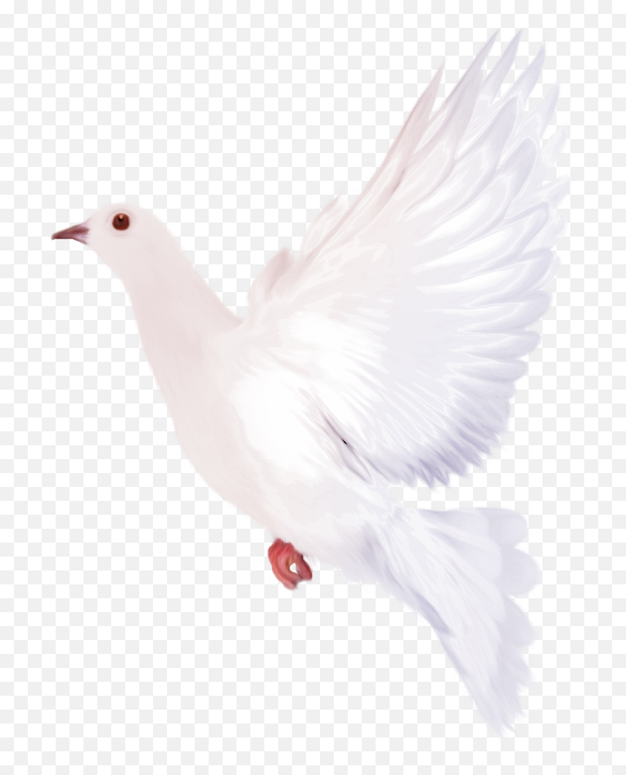 White Transparent Png Clipart - White Doves Transparent Png,Dove Transparent