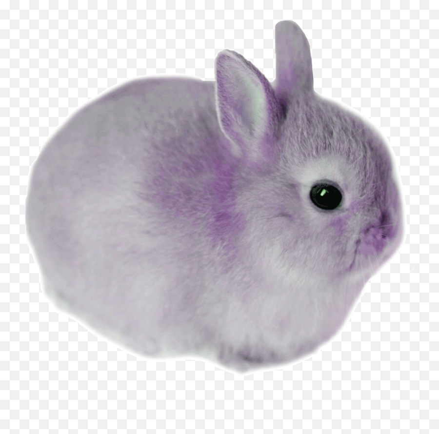 Portfolio - Calmgames Isabellechaligne Png,Bunny Icon Tumblr