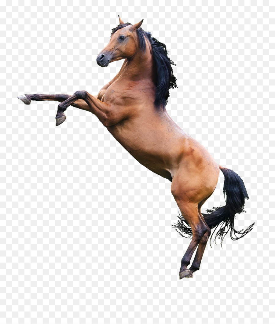 Caballo Png 3 Image - Horse Photo Editing Background,Caballo Png - free  transparent png images 