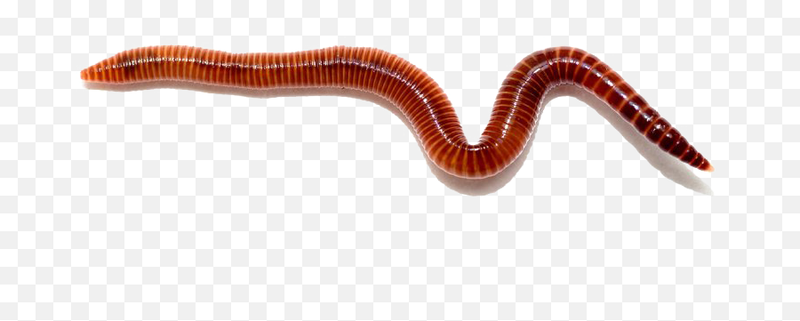 Worms Free Png - Worm Png,Worm Png