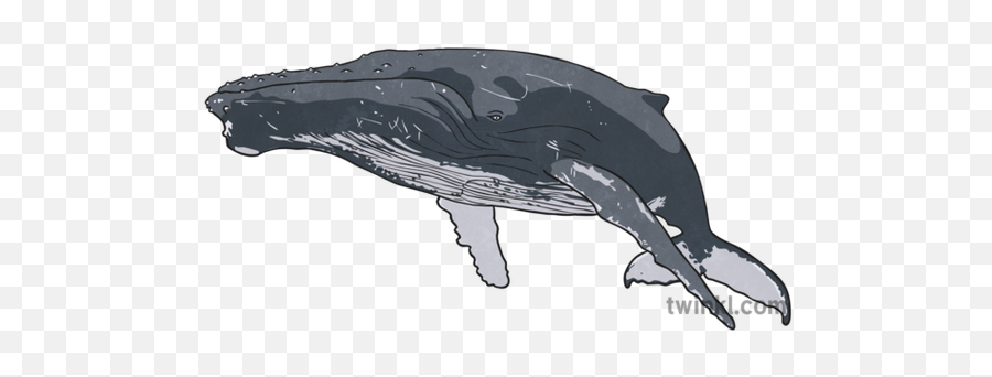 Humpback Whale Illustration - Drawn Humpback Whale Black And White Png,Humpback Whale Png