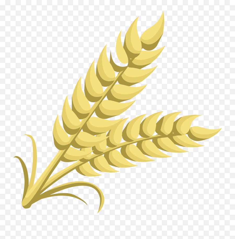 Flour Clipart Cereal Grain - Grain Clip Art Png,Wheat Transparent Background