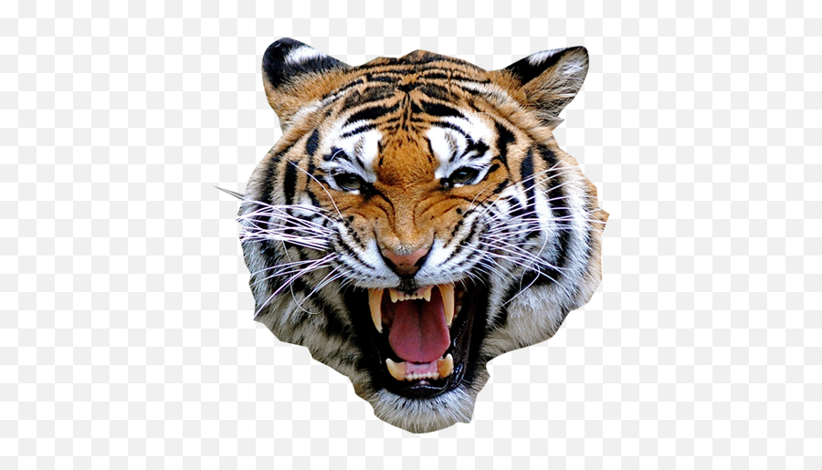 Rosto De Tigre Png Image - Tiger Angry,Tigre Png