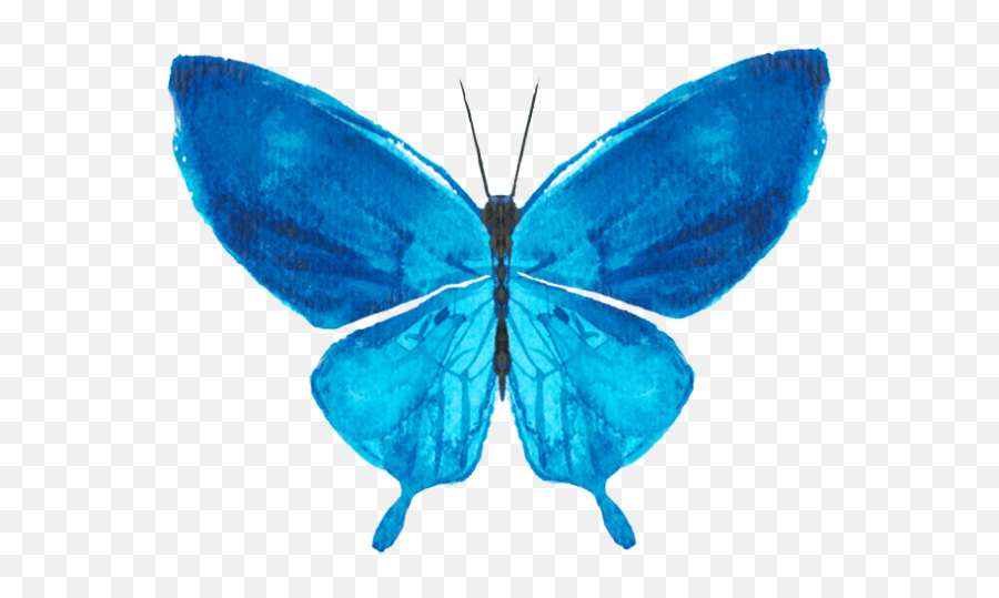 Free Online Butterfly Butterflies Watercolor Decoration - Holly Blue Png,Butterfly Vector Png