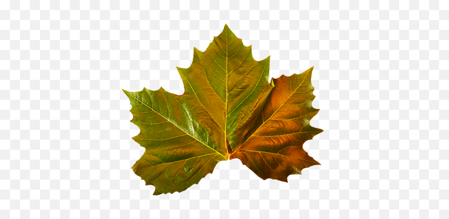 Download Hd Green Leaves Clipart Autumn - Green Fall Maple Leaf Png,Autumn Leaves Png