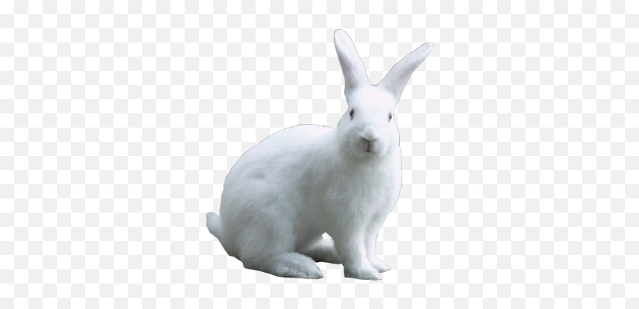 White Easter Bunny Psd Vector Graphic - White Rabbit Transparent Background Png,White Bunny Png
