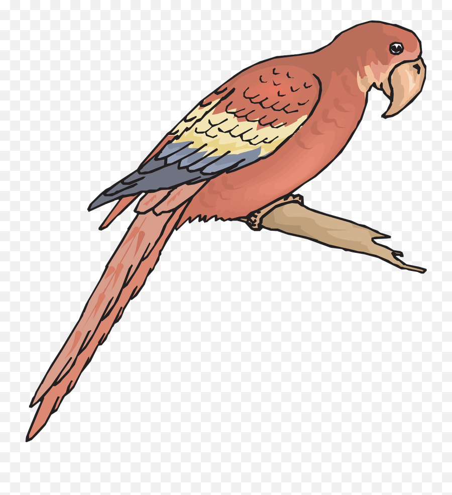 Download Bird Branch Wings Macaw Png Image - Outline Picture Sketsa Gambar Burung Macaw,Bird Outline Png