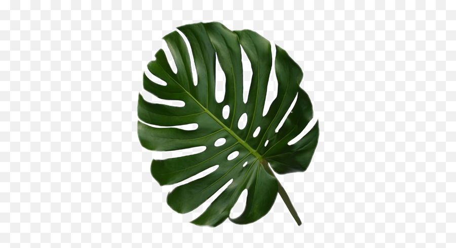 Monstera Leaf Transparent Png Image - Monstera Leaf Jpeg,Monstera Leaf Png