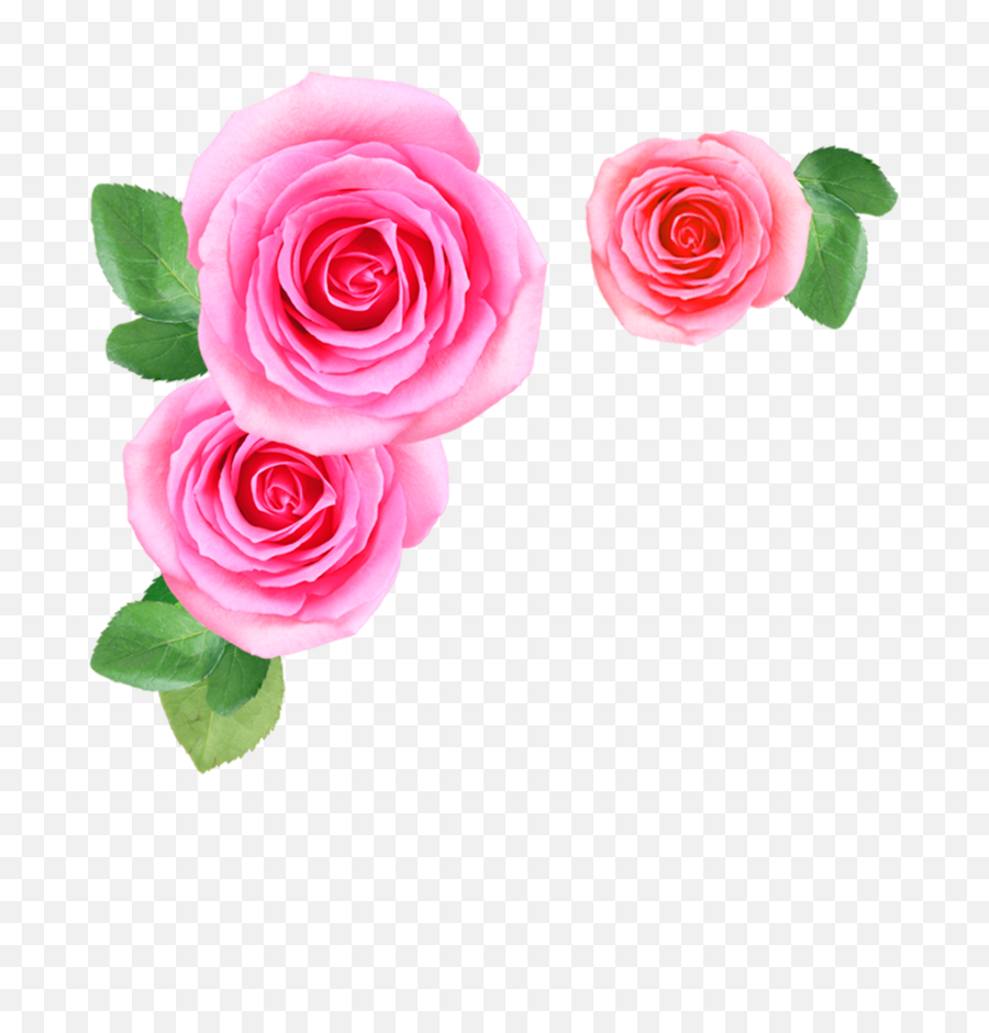 Pink Rose Flowers Png Image Free - Flowers Png Image Download,Pink Roses Png