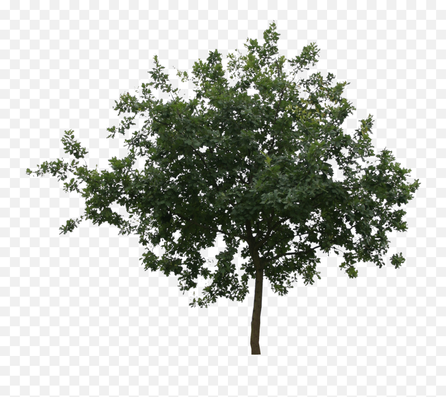 Small Shapely Cut Out Tree Png Cutout