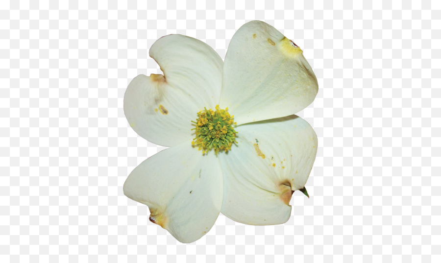 Dogwood Flower 03 Graphic - Rosa Sericea Png,Dogwood Png