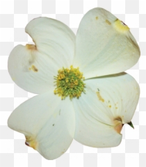 Dogwood Flower 03 Graphic - Rosa Sericea Png,Dogwood Png