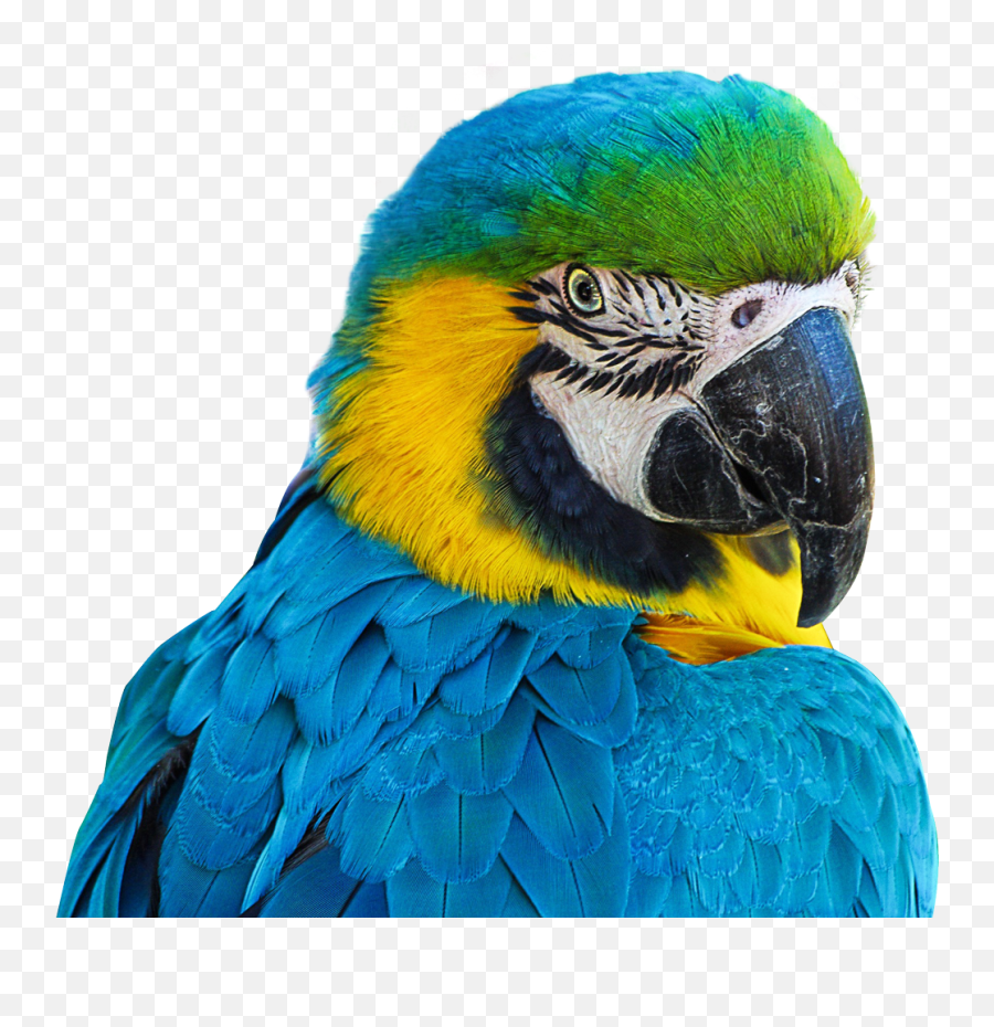 Download Parrot Png Image For Free - Parrot Png,Parrot Transparent