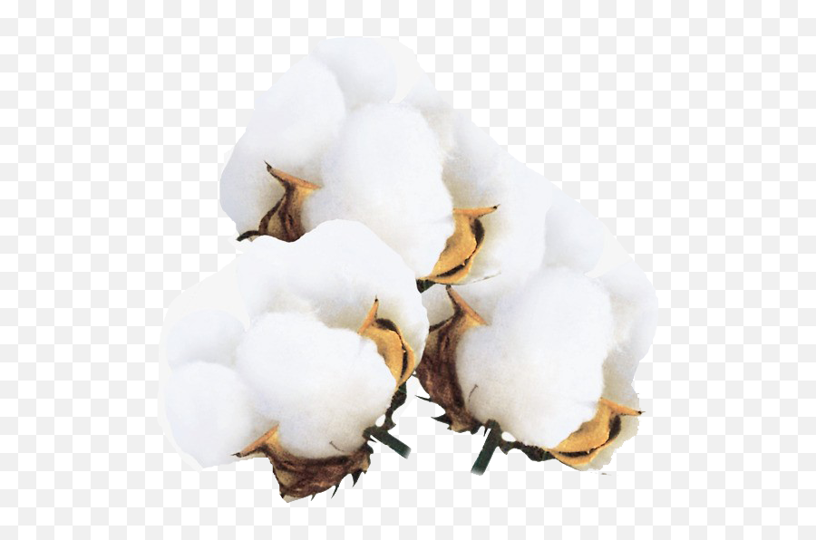 Cotton Png Transparent Images Free Download Real - Transparent Cotton Flower Png,Cotton Png