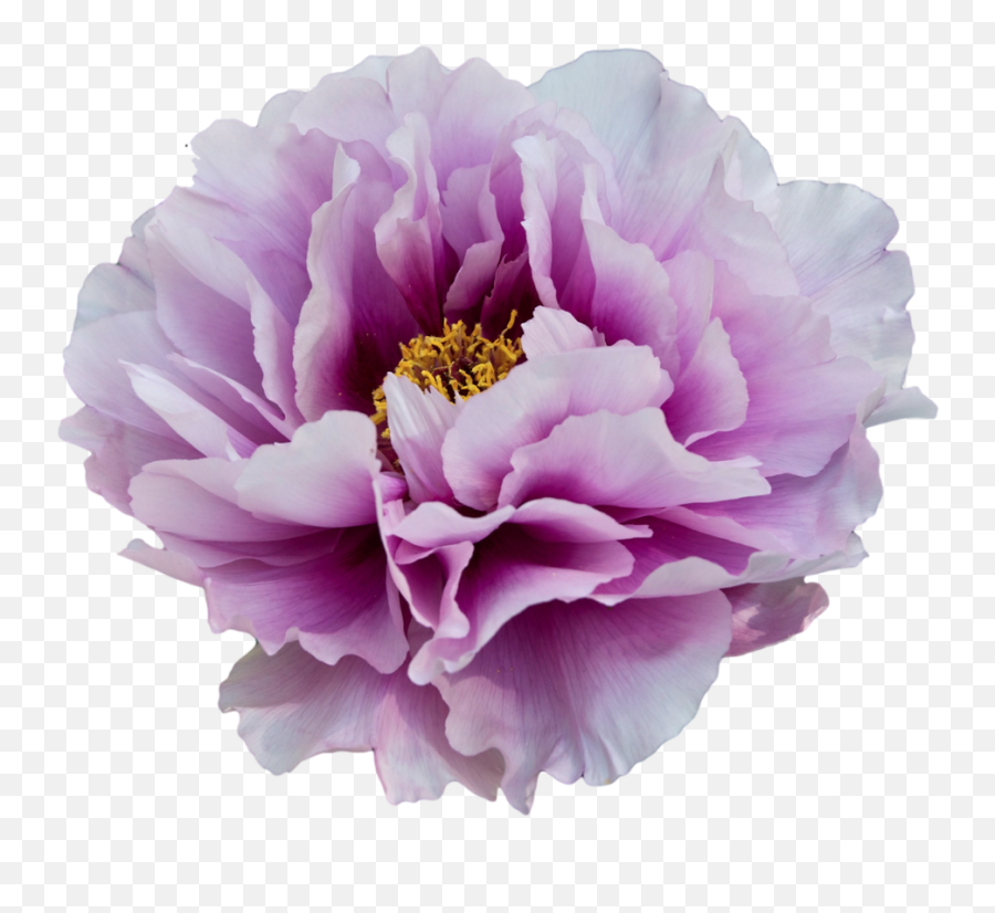 Peony Png Clipart - Transparent Background Purple Flowers White And Purple Peony,Flowers Clipart Transparent Background