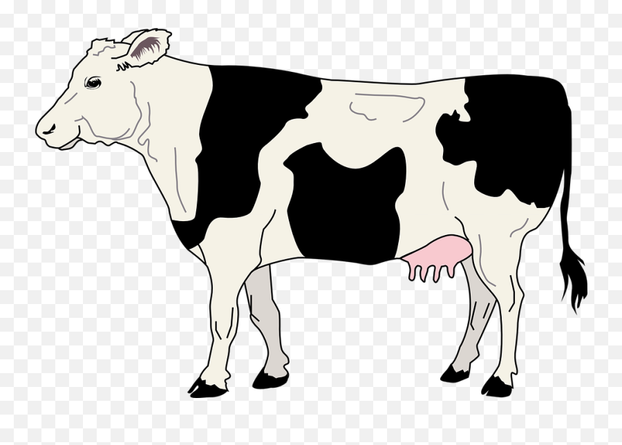 Cow Livestock Cattle - Free Vector Graphic On Pixabay Cow Clipart Png,Cows Png