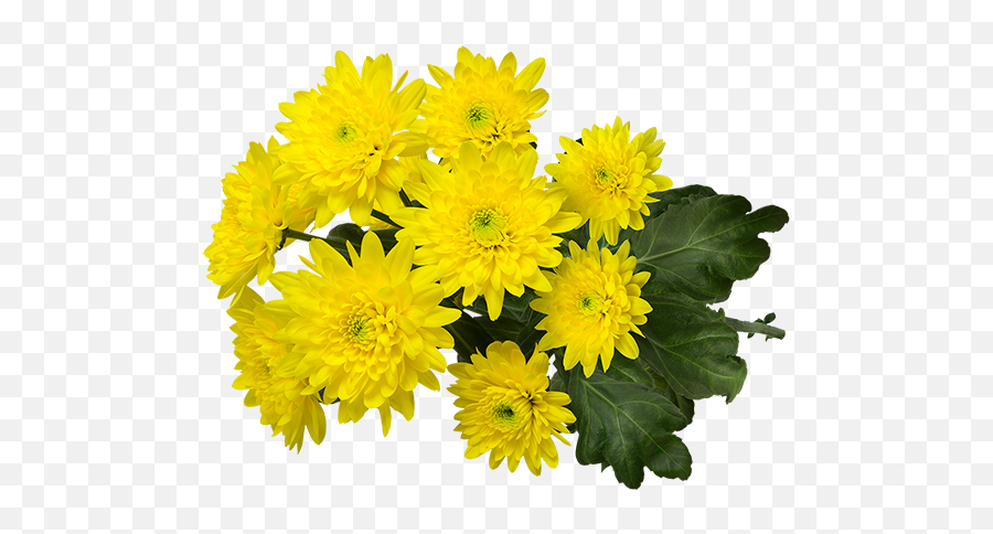 Varieties In The Spotlight - Bouquet Png,Chrysanthemum Png