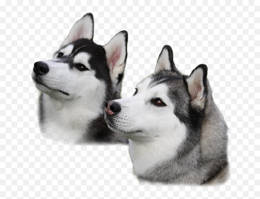 Free Png Dogs - Konfest Siberian Husky Transparent Background,Cute Dog Png