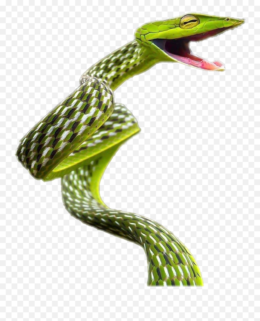 Happy Green Vine Snake Cutout Cutouts - Vine Snake Transparent Png,Snake Transparent