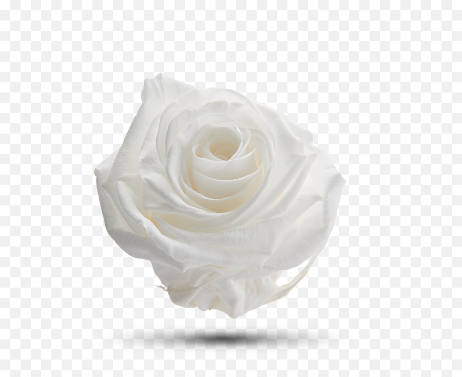 White Dove - Royal Flowers Still Life Photography Png,White Dove Png