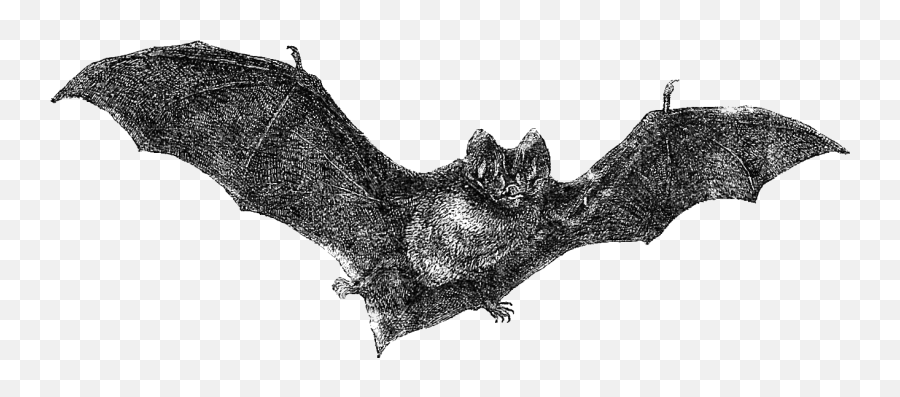 Download Flying Bats Png - Vintage Halloween Art Png Png Vintage Bat Png,Bats Png