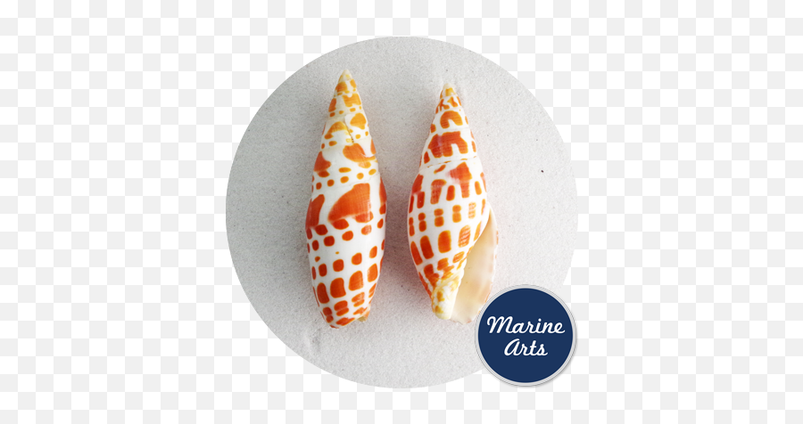10 U0027papalu0027 Mitre Seashells Rocks Fossils U0026 Minerals Shells - Lovely Png,Sea Shells Png 10 U0027papalu0027 Mitre Seashells Rocks Fossils U0026 Minerals Shells - Lovely Png,Sea Shells Png