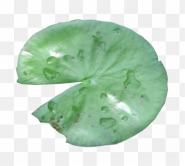 Pond Life Lily Pad 02 Graphic - Plant Pathology Png,Lily Pad Png