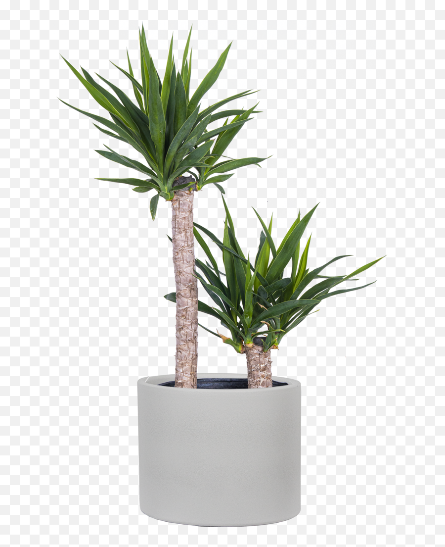 Joshua Tree Cane Yucca Xl - For Indoor Png,Joshua Tree Png